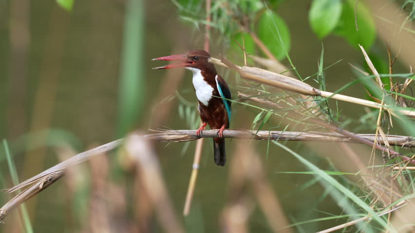 A white throated kingfisher perched on a dried grass stem waiting for some prey to come along.