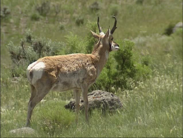 Pronghorn, Antilocapra americana in american prairie at Gardiner, Yellowstone National Park.