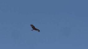 Slow Motion 4k 120fps Footage of Black Kite (Milvus migrans) Bird Flying Gracefully Across the Sky