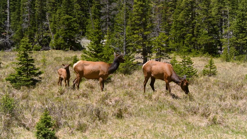 Grazing Elks - A close-up view of two female elks and a fawn grazing on a meadow at side of  Glacier Creek on a sunny Spring day. Rocky Mountain National Park, Colorado, USA.