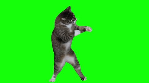 Cat fighting meme Green screen background Stock-video