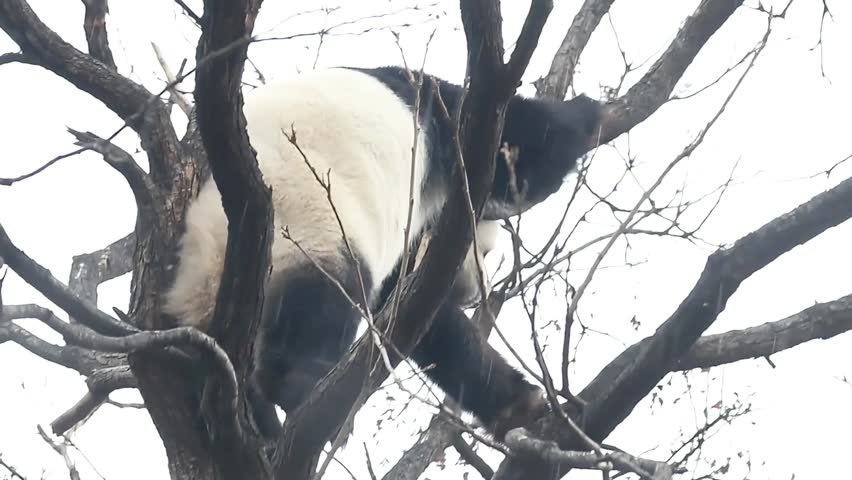 Playful Female Panda, Bai Tian, Having fun on the Tree, Beijing Zoo, China