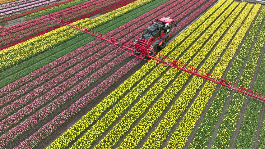 Tractor with an agricultural crops sprayer spraying pesticide or fertilizer on a field of tulips during springtime aerial footage. Royalty-Free Stock Footage #3488368687