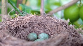 The common blackbird Turdus merula blue colored eggs in a nest. Close-up view of four blue eggs in a nest. of the black bird also known as Eurasian blackbird in Spain, 2020 - Powered by Shutterstock - Get 15% off with code: PIKWIZARD15