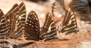 Group of beautiful butterflies sucking food or salt lick from floor at Pang Sida National Park, Sa Kaeo Province, Thailand.