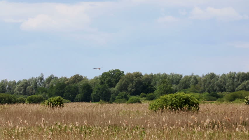 Marsh Harrier  Bird Of Pray, Flying Over Reed Bed, Norfolk, UK