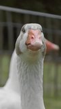 Goose with blue eyes and a pink beak