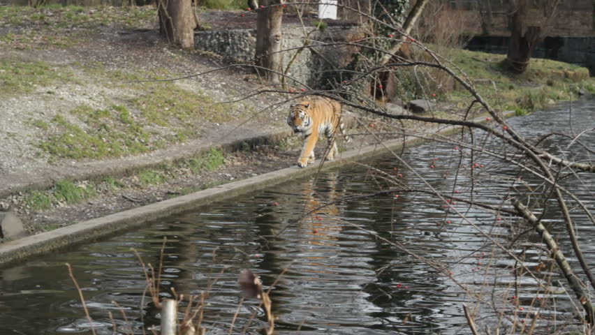 Munich, wild tiger at the zoo