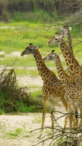 Masai giraffes roaming in African wilderness on vertical video.