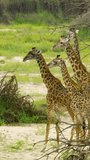 Masai giraffes roaming in African wilderness on vertical video.