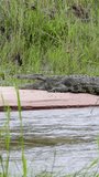 Alligator sleeping on riverside opening its mouth on vertical video.