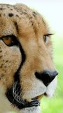 Head of South African cheetah on closeup vertical video.