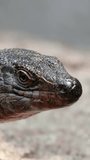 Closeup on Shasta Alligator lizard's head and skin on vertical video.