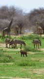 African fauna vertical video, monkeys, zebras, and giraffes.