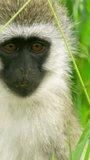 Closeup of Vervet Monkey's head wild chewing grass on vertical video.