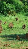Group of African Baboon monkeys eating grass sun on vertical video.