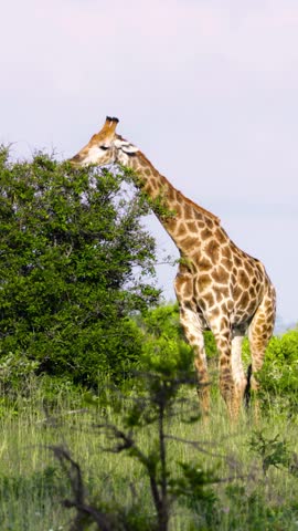 Giraffe eating tree leaves in Tanzanian wilderness, vertical video.
