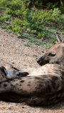 Spotted hyena mother breastfeeding its cub on vertical video.