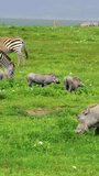 Common warthogs and zebras grazing grass in Africa on vertical video.