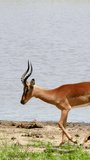 Following vertical video of two impalas walking on riverside.