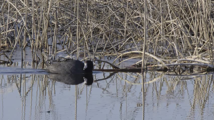 American Coot swims across surface of frosty pond water in spring