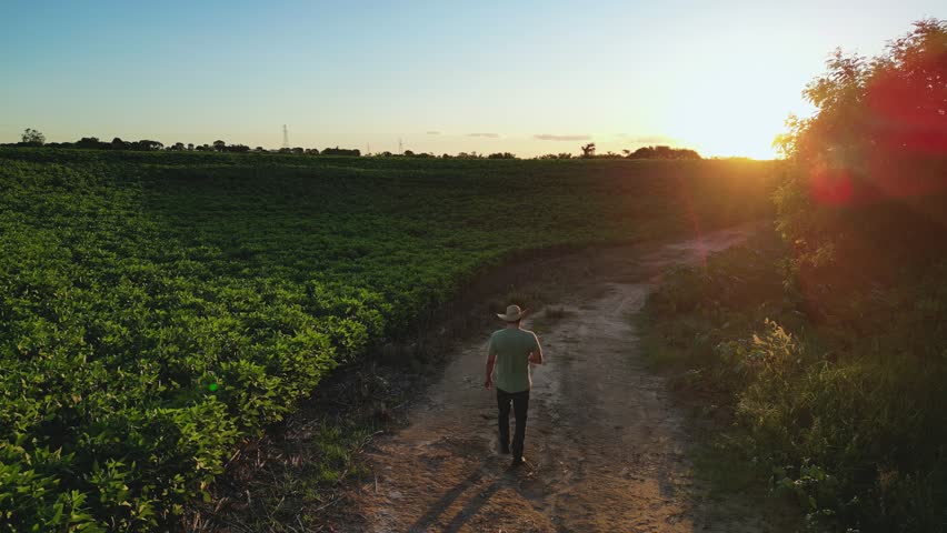 rural producer walking in the middle of a soybean plantation in angolden sunset time, Brazilian agriculture - Countryside of Sao Paulo, Brazil