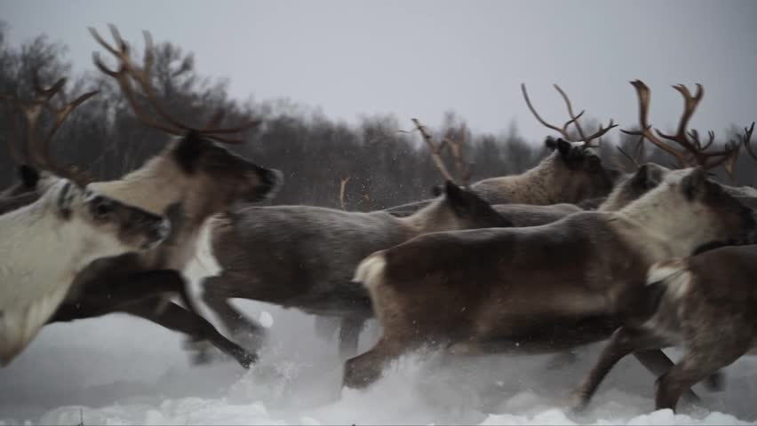 Deer running in slow motion