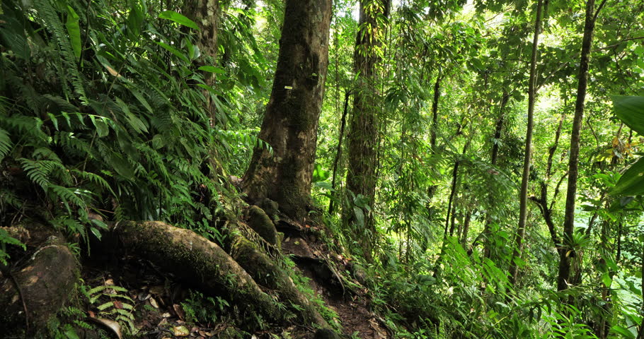 the tropical rain forest in Guadeloupe. Basse Terre, french West Indies.