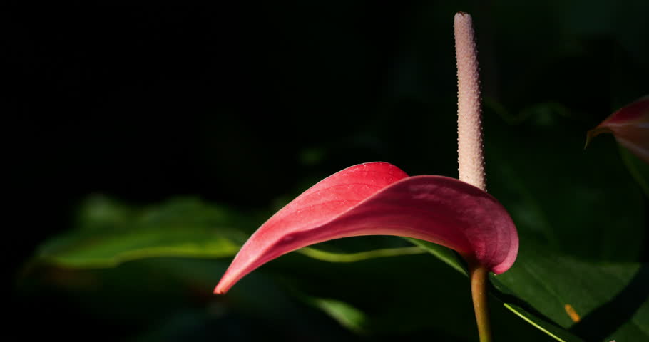 Anthurium, also known as tailflower, flamingo flower, and laceleaf. French West Indies, Guadeloupe.