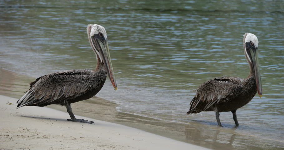 Brown pelican (Pelecanus occidentalis), Guadeloupe, french caribbean islands