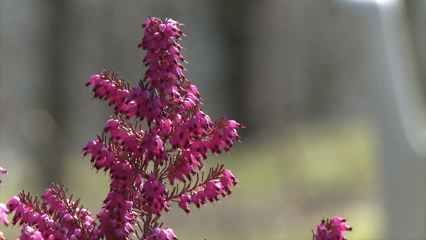 heather closeup pink. sunny day diffuse background, lightl mooving in the wind.