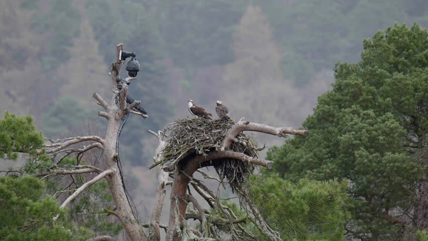 Osprey on Nest with Camera Attached to Tree One Takes off in Flight. Loch of the Lowes, Dunkeld, Scotland, UK. Spring 2023