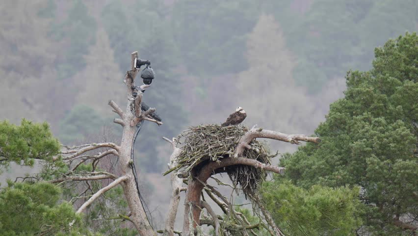 Osprey on Nest with Camera Attached to Tree. Loch of the Lowes, Dunkeld, Scotland, UK. Spring 2023