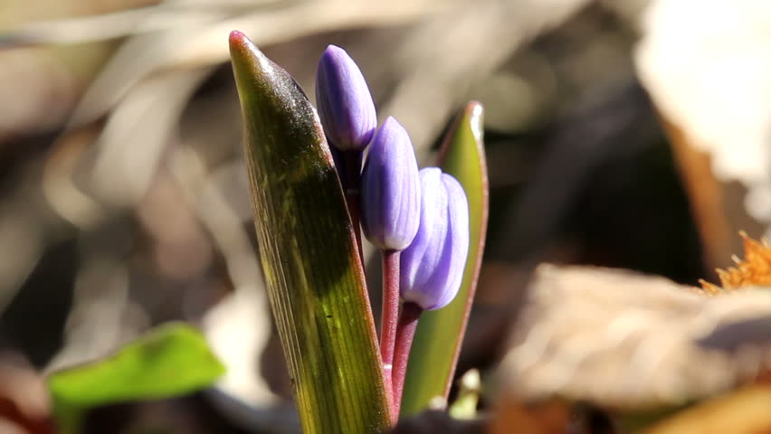 Two-leaf squill / Spring Flowers (Macro)
