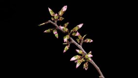 Almond Flowers Bloom in Time Lapse on a Black Background. Macro Timelapse Video of Spring Tree Blossoming Branch. Birth of Nature