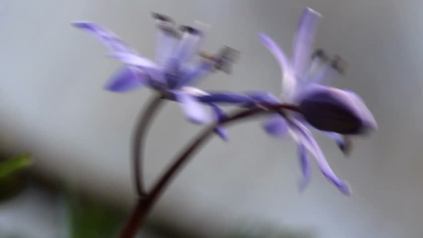 Two-leaf squill / Spring Flowers (Macro)
