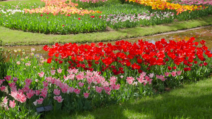 colorful tulips in full bloom