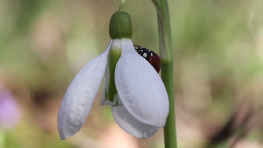 Ladybird on snowdrop / Spring Flowers (Macro)