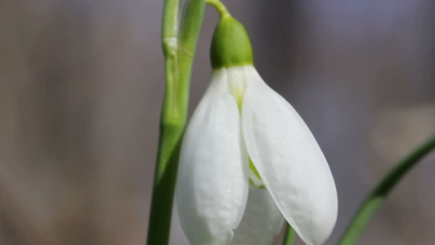Snowdrop / Spring Flowers (Macro)