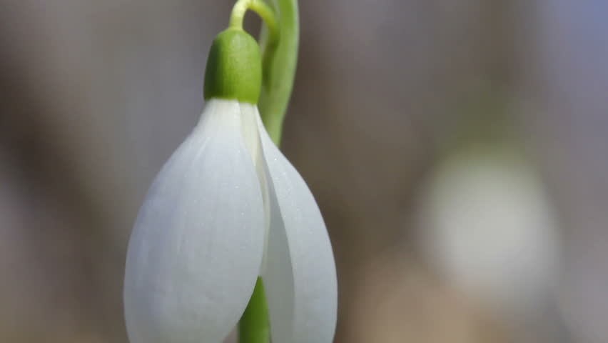 Snowdrop / Spring Flowers (Macro)