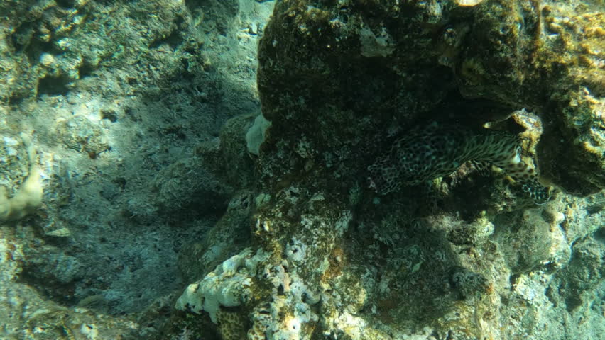 Greasy Grouper Fish In Coral Reef of the Red Sea