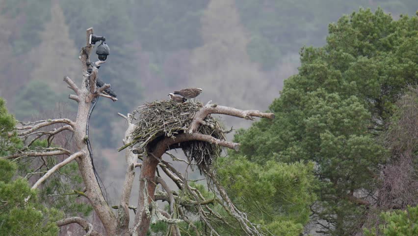 Two Osprey on Nest with Camera Attached to Tree. Loch of the Lowes, Dunkeld, Scotland, UK. Spring 2023