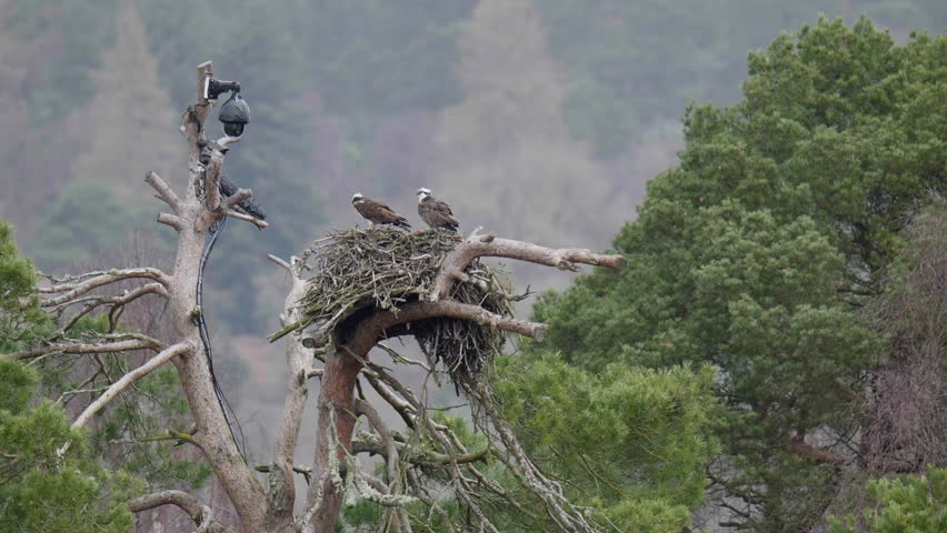 Two Osprey on Nest with Camera Attached to Tree. Loch of the Lowes, Dunkeld, Scotland, UK. Spring 2023