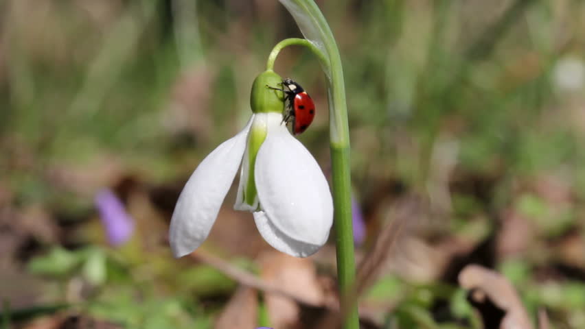 Ladybird on snowdrop / Spring Flowers (Macro)
