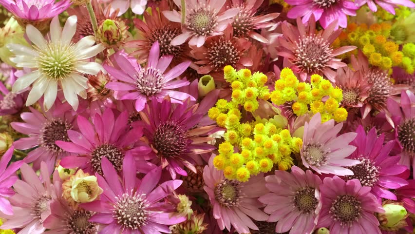 Dried flowers. Xeranthemum and Xerochrysum Flowers Background Rotating. Colorful bouquet of different beautiful dried flowers rotate slow motion. Field Dried Immortelle
