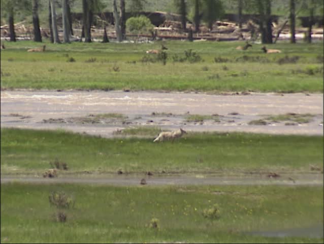 Coyote in Lamar Valley, Yellowstone National Park, hunting for ground squirrels. Wapiti