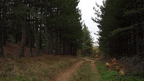 Dirt road passes through evergreen woods in cloudy autumn day