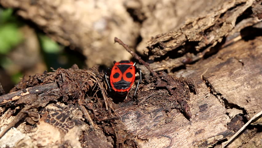 Black-and-Red-bug / Spring Insects (Macro)
