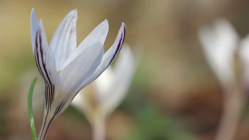 White Crocus / Spring Flowers (Macro)