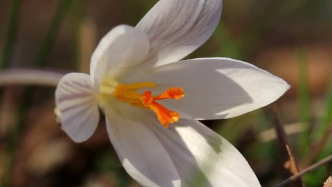 White Crocus / Spring Flowers (Macro)